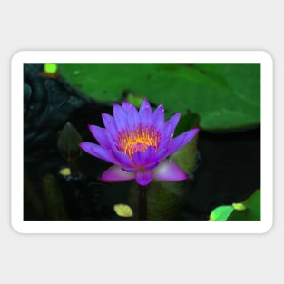 water lilly Sticker